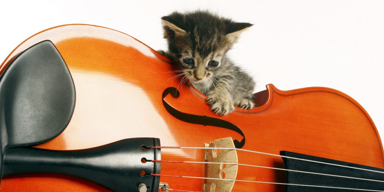 Gatito y violin 691 1280x640