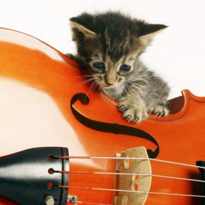 Gatito y violin 691 1280x640